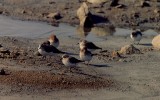 좀도요 [ red-necked stint ]