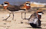 큰물떼새 [ caspian plover ]