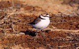 흰목물떼새 [ long-billed ringed plover ]