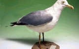 재갈매기 [ herring gull ]