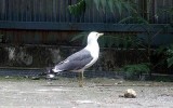 괭이갈매기 [ black-tailed gull ]