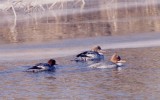 비오리 [ goosander ]