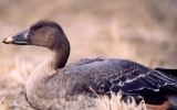 쇠기러기 [ white-fronted goose ]