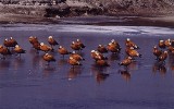 황오리 [ 黃-, ruddy shelduck ]