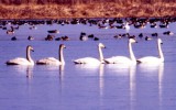 큰고니 [ whooper swan ]