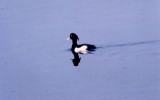 댕기흰죽지 [ tufted duck ]