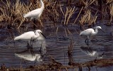 쇠백로 [ little egret ]