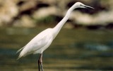 중대백로 [ 中大白鷺, large egret ]