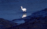 저어새 [ black-faced spoonbill ]