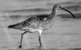 알락꼬리마도요 [ Australian curlew ]