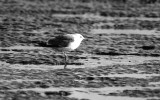 괭이갈매기 [ black-tailed gull ]