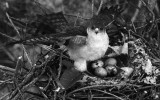 조롱이 [ Japanese lesser sparrow hawk ]