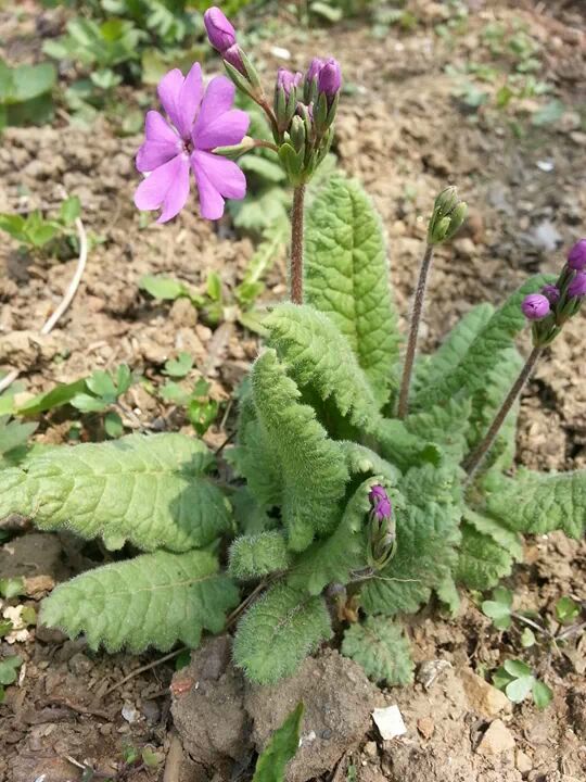 섬앵초